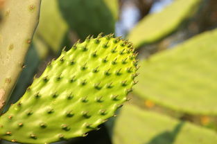 綠色饋贈 從仙人掌刺梨到植物的多元應用