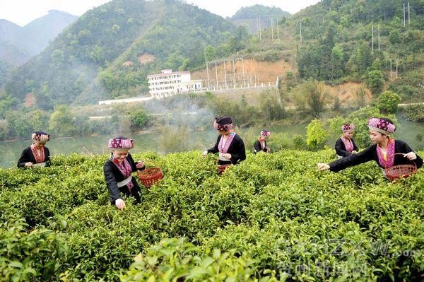 種植六堡茶 山區致富新路徑