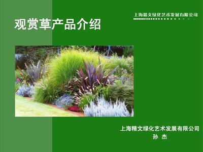 09年景觀設計咨詢 園林景觀觀賞草產品介紹
